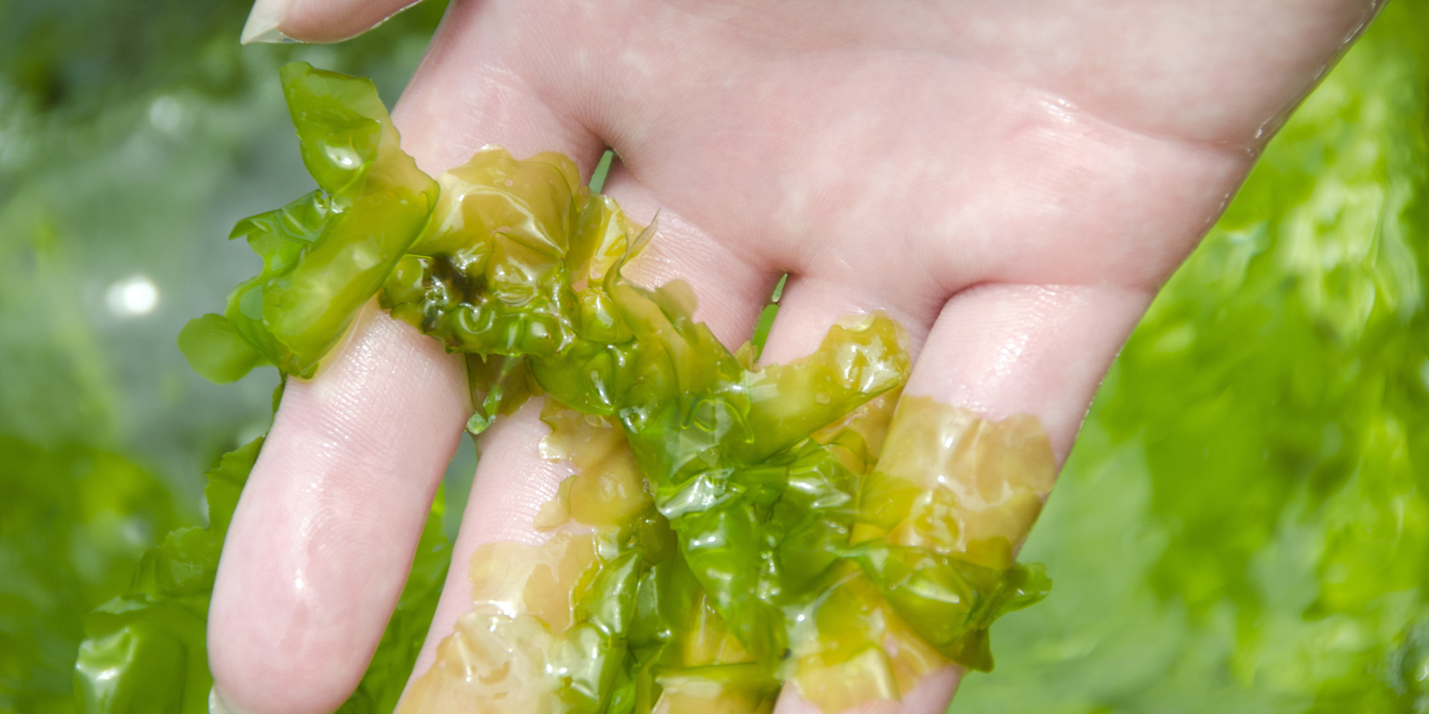 Plasticproducing Algae Breakthrough Could Reduce Carbon Dioxide Levels