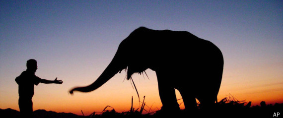 India Elephant