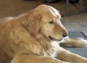 Golden Retriever Valet