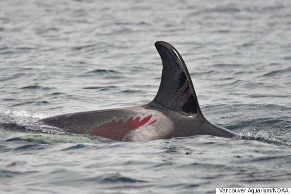 fern injured whale