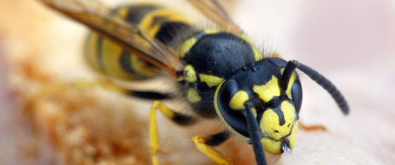 Wasp