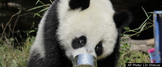 Rogue Panda