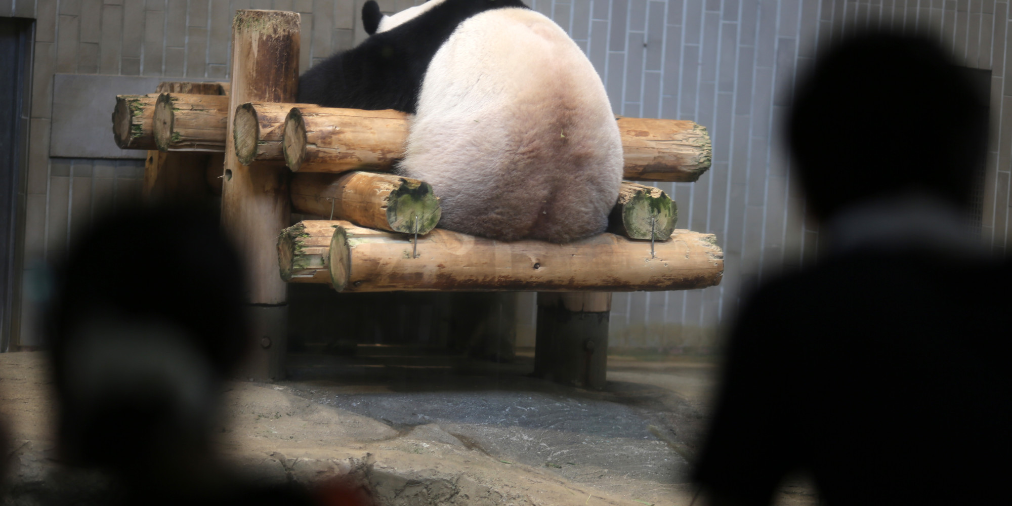12 Reasons Pandas Give Not To Have Sex Huffpost 4123