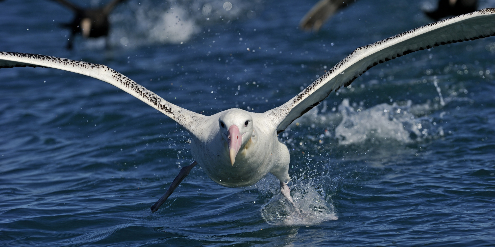 d-ici-2050-99-des-oiseaux-marins-auront-aval-du-plastique-selon-une