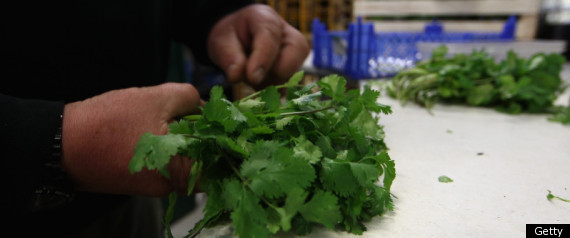 Coriander Oil Bacteria