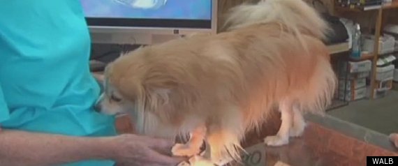 Dog Eats Diamonds
