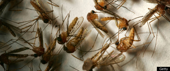 West Nile