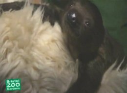 WATCH: Say Hello To Sid The Sloth