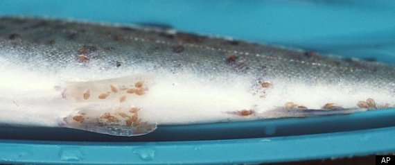 Sea Lice Farmed Salmon