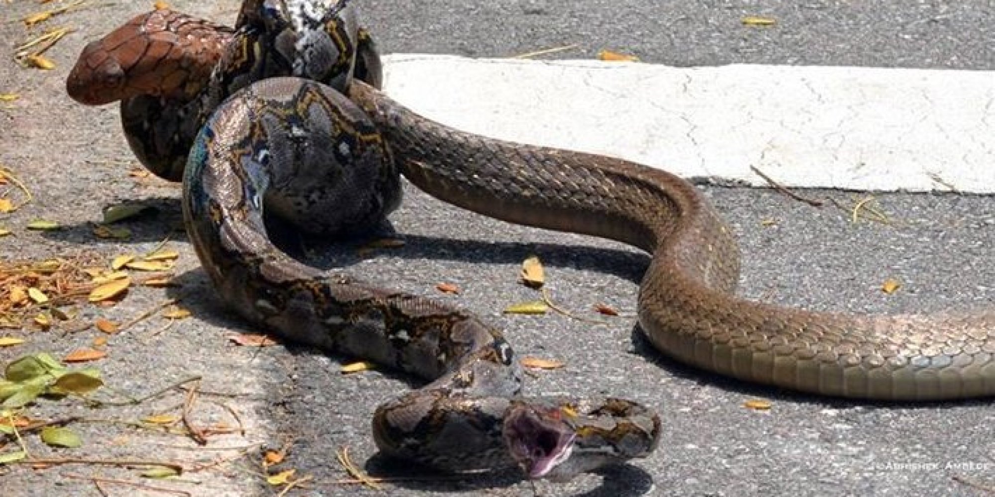 python-and-king-cobra-fight-caught-on-camera-in-singapore-huffpost-uk