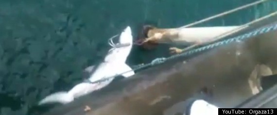 Great White Shark