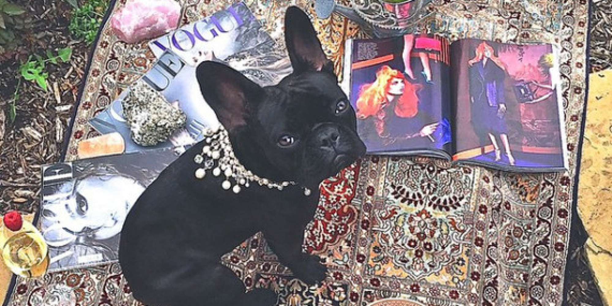 The Most Fashionable Dogs Of Instagram HuffPost