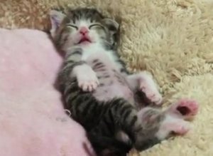 Sleepy Kitten Wakes Up