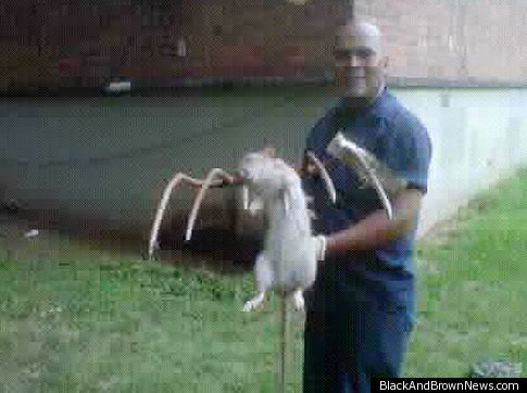 GIANT-RAT.jpg