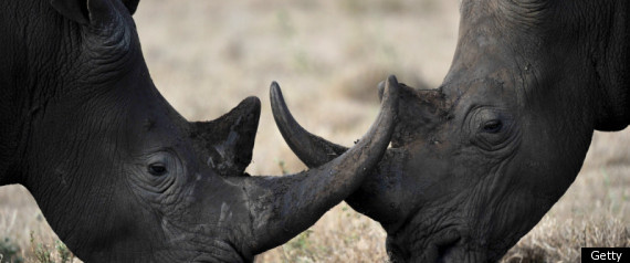 Rhino