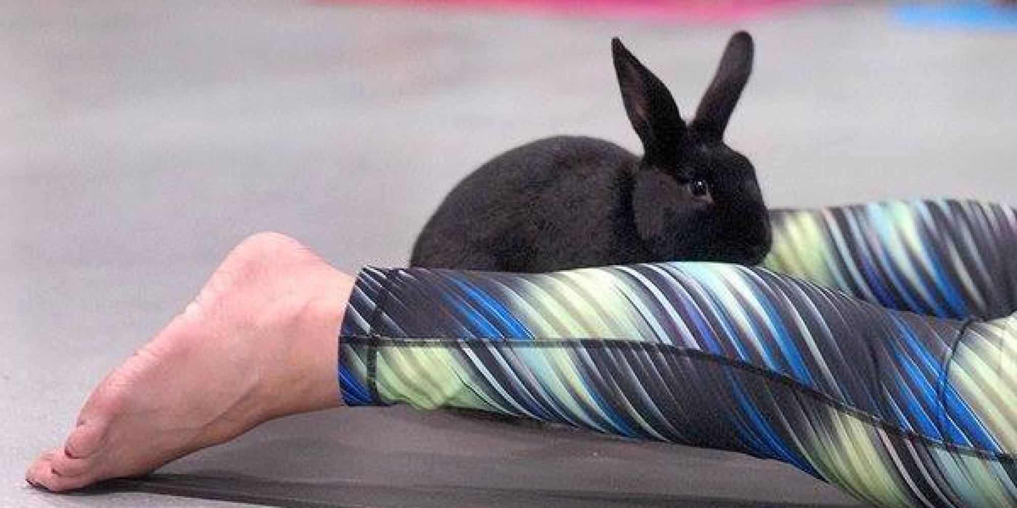 Bunny Yoga Is A Thing, Because Vancouver