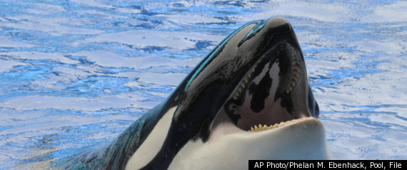Killer Whale