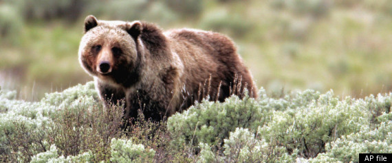 Grizzly