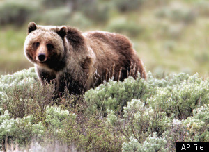 Grizzly