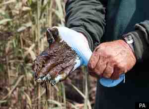 Bp Spill