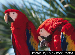 6 Things You Won't Believe Animals Do Just Like Us