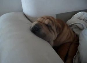 Snoring Dog