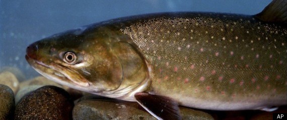 Elko County Trout