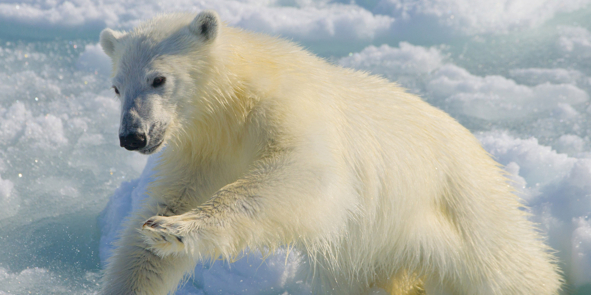 'Horribly Thin' Polar Bear Revealed In Kerstin Langenberger's Photo From Svalbard