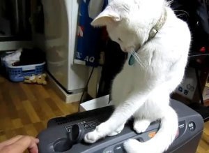 Cat Determined To Close Lid