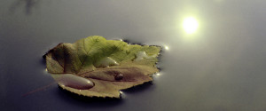 hoja