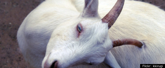Girls Take Stolen Goat