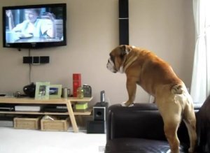 Bulldog Thinks Hes An Elephant