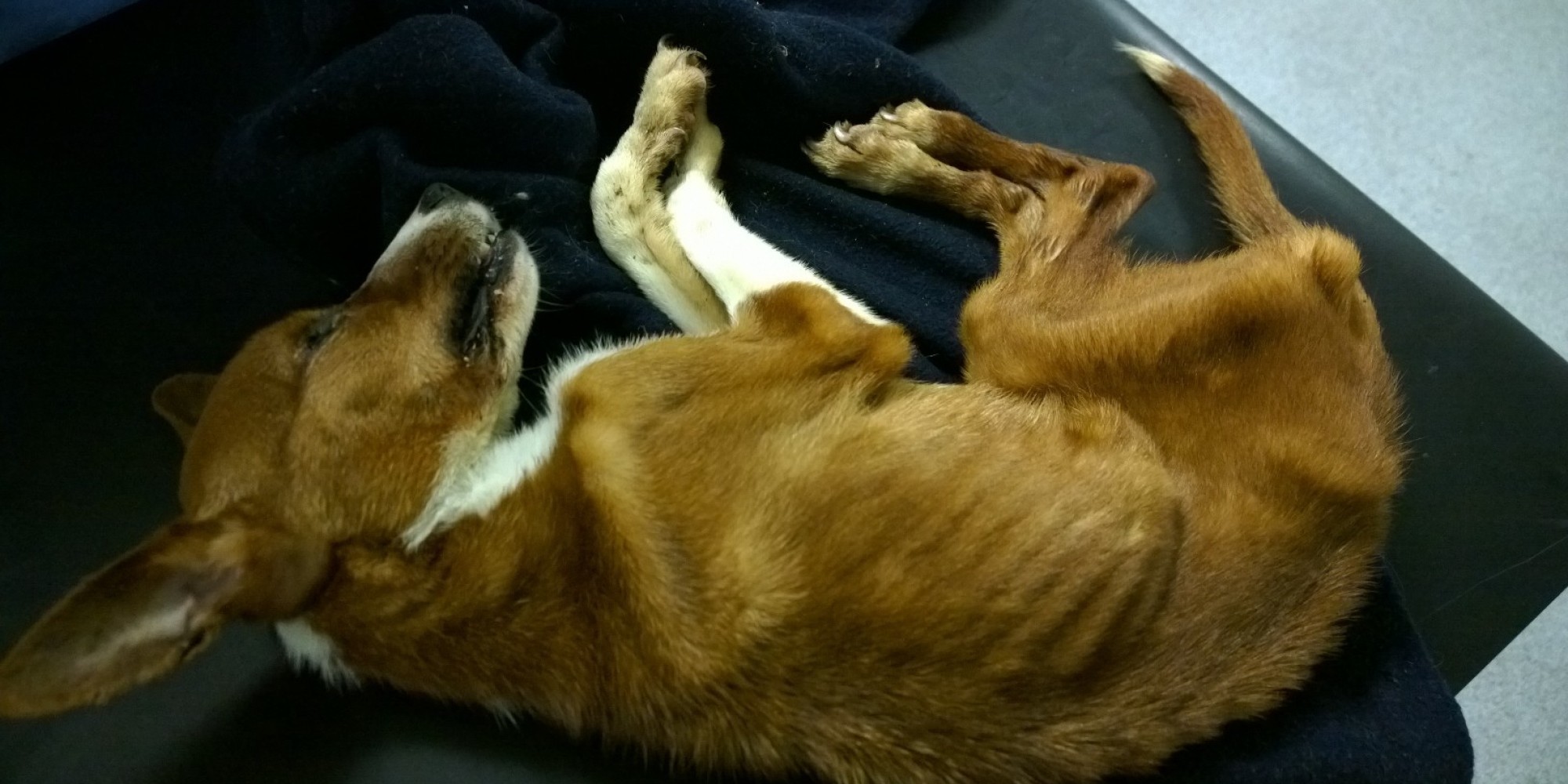 Michelle Brown, Who Buried Starving Puppy Alive, Banned From Ever