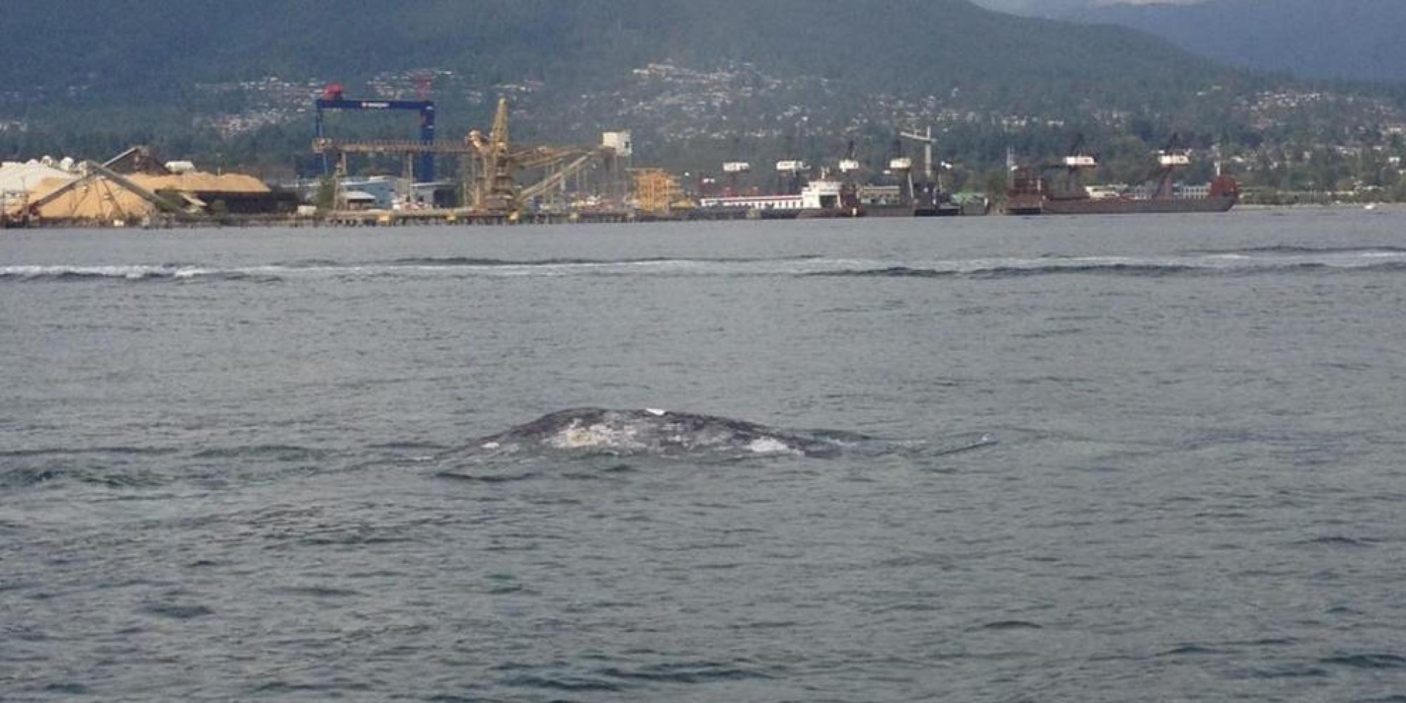 Grey Whale Spotted In Vancouver's Burrard Inlet