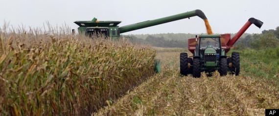 Monsanto Genetically Modified Corn