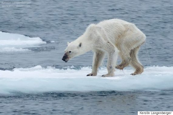 Photographer Links Heartbreaking Image Of Polar Bear To Climate Change And Post Goes Viral On Facebook O-POLAR-BEAR-CLIMATE-CHANGE-570