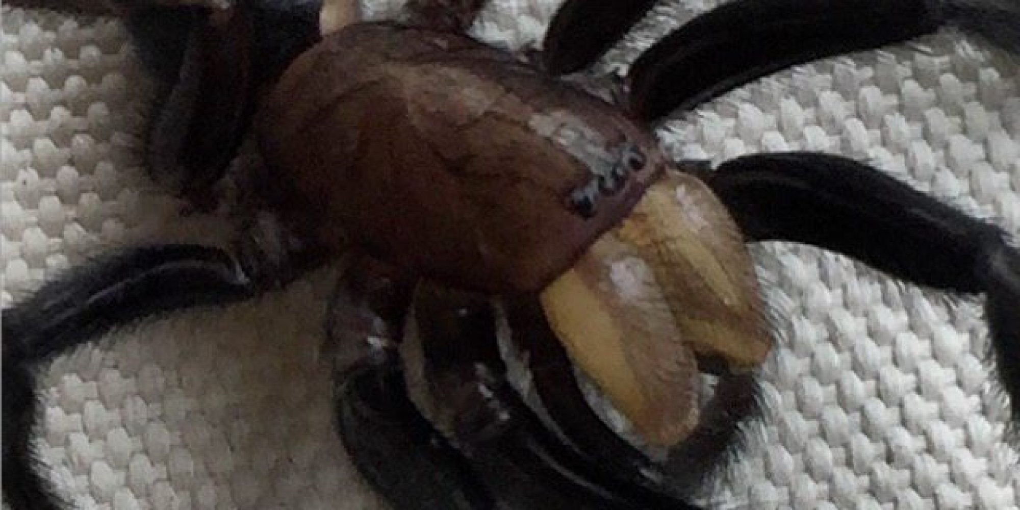 Britain's Biggest Spider Found Lurking In Kent Garden HuffPost UK