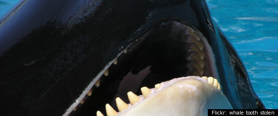 Whale Tooth Stolen