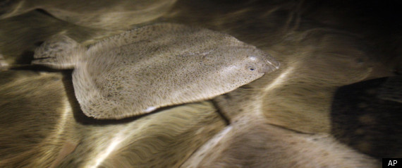 High Rise Fish Tank Aquaculture