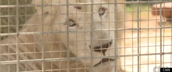 Tripoli Zoo Lion