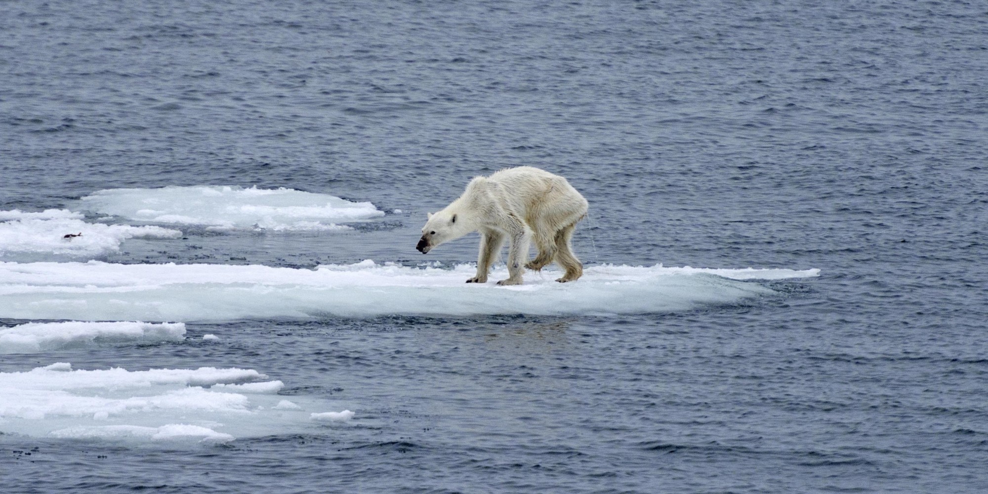 Ours Polaire: L'auteure De La Photo Qui A Fait Le Tour Du Monde Lance ...