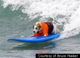 Wave-Jumping Jack Russell Terrier 'Buddy' First Inductee Into Surf Dog Hall Of Fame