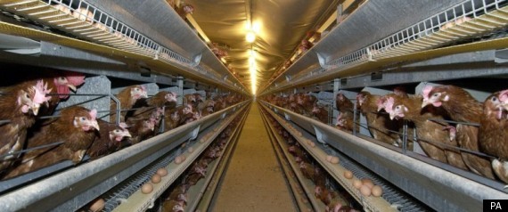 Battery Chickens Eggs Farmers Eu