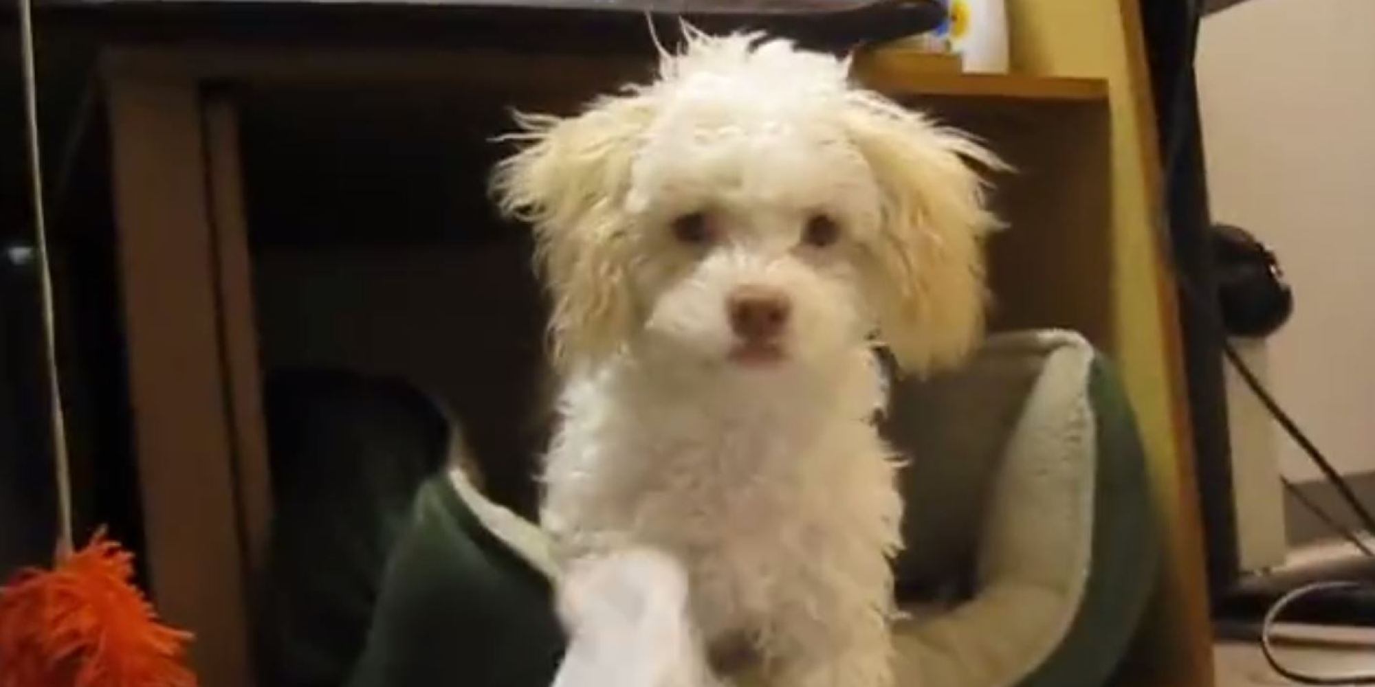Dog Reacts To Being Caught Chewing Up Paper HuffPost UK