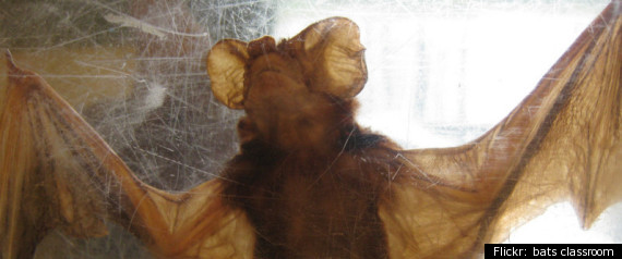 Bats Classroom
