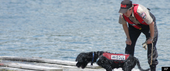 Rescue Dog