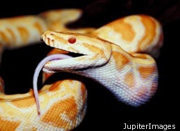 Cops Put Squeeze On Alleged Python Biter In Calif. (VIDEO)