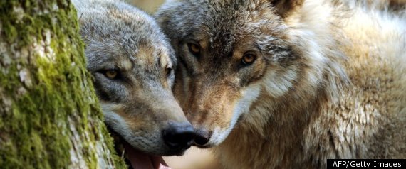 Wolf