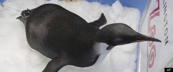Happy Feet