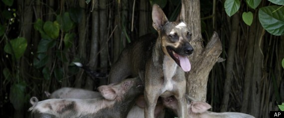 Dog Nurses Piglets